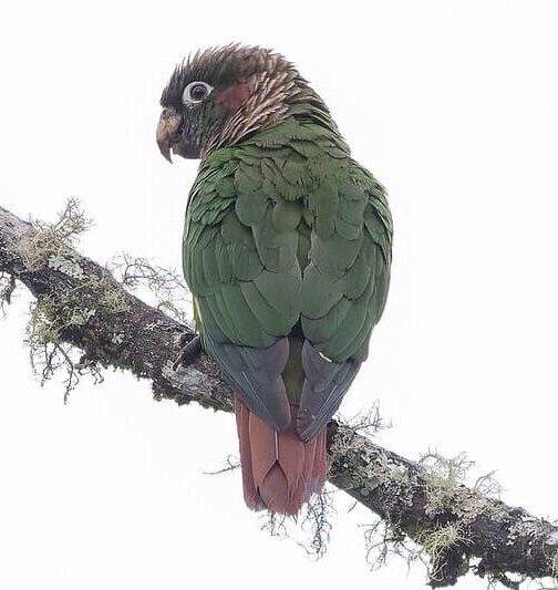A wild Brown-breasted Conure perches on a mossy branch