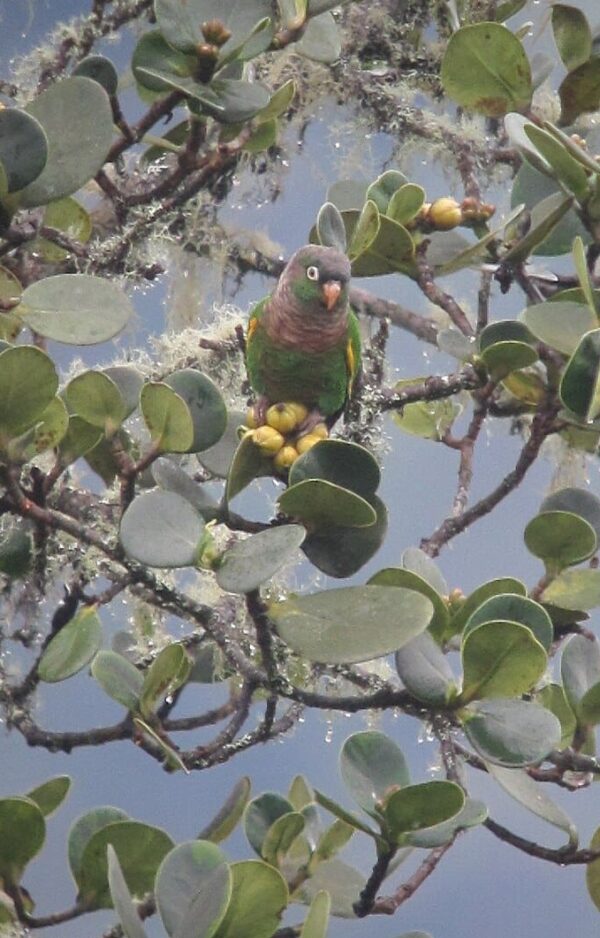A wild Brown-breasted Conure perches in a tree