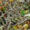 Wild Brown-breasted Conures perch in a moss-covered tree