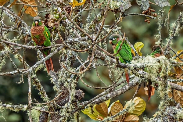 Wild Brown-breasted Conures perch in a moss-covered tree