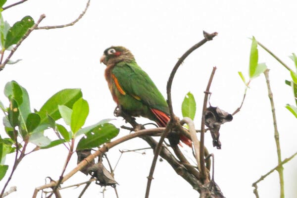 A wild Brown-breasted Conure perches in a tree
