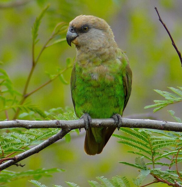 A wild Brown-headed Parrot perches on a twig