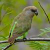 A wild Brown-headed Parrot perches on a twig