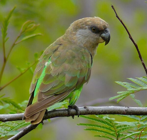 A wild Brown-headed Parrot perches on a twig