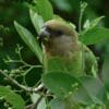 A wild Brown-headed Parrot forages