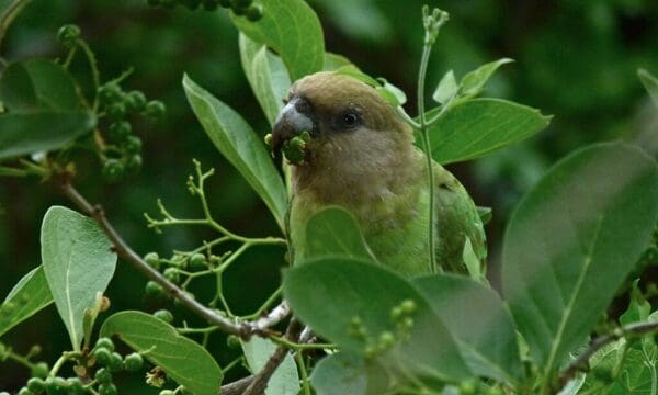 A wild Brown-headed Parrot forages