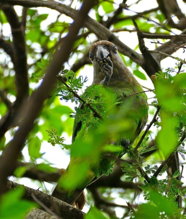 A wild Brown-headed Parrot feeds in a tree