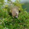 A wild Brown-headed Parrot feeds on fruits