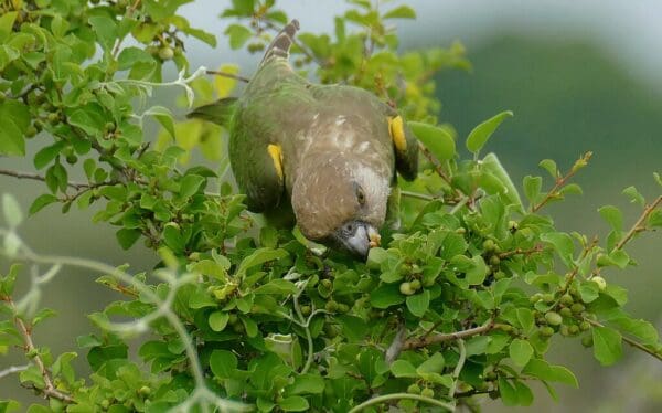 A wild Brown-headed Parrot feeds on fruits