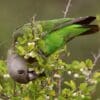 A wild Brown-headed Parrot feeds on fruits