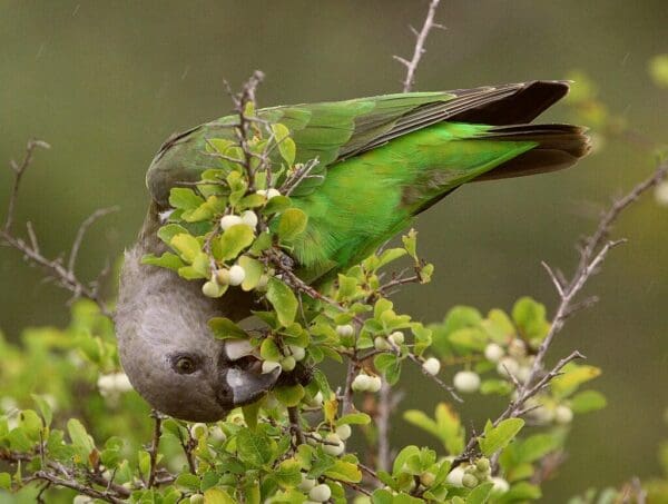 A wild Brown-headed Parrot feeds on fruits