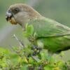© Bernard DUPONT from FRANCE, CC BY-SA 2.0 via Wikimedia Commons A wild Brown-headed Parrot feeds on fruit