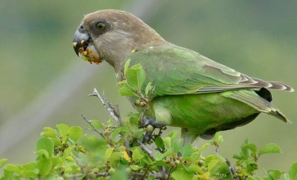 A wild Brown-headed Parrot feeds on fruit