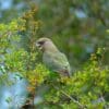 A wild Brown-headed Parrot perches in a tree