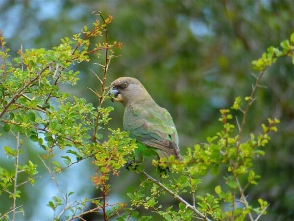 A wild Brown-headed Parrot perches in a tree