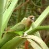 A wild Brown-headed Parrot perches on a bromeliad