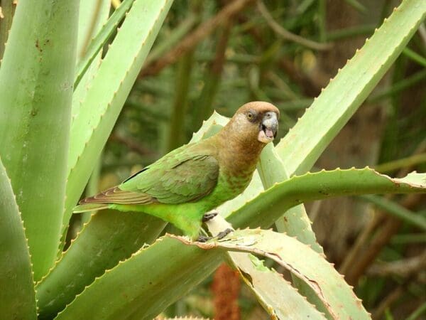 A wild Brown-headed Parrot perches on a bromeliad