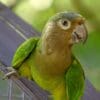 A wild Brown-throated Conure perches on a leaf