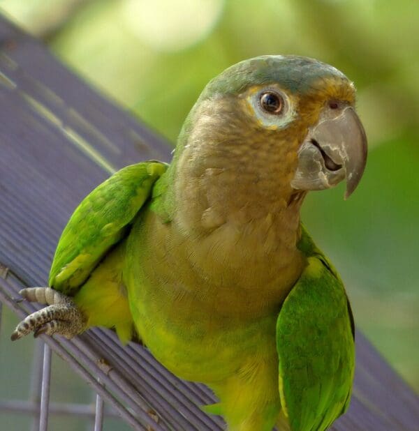 A wild Brown-throated Conure perches on a leaf
