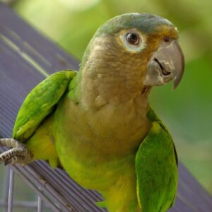 A wild Brown-throated Conure perches on a leaf