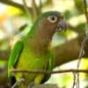 A Brown-throated Conure perches in a tree