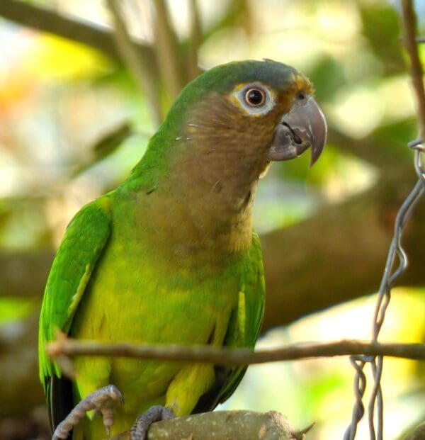 A Brown-throated Conure perches in a tree