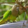 A wild Brown-throated Conure perches on a leaf