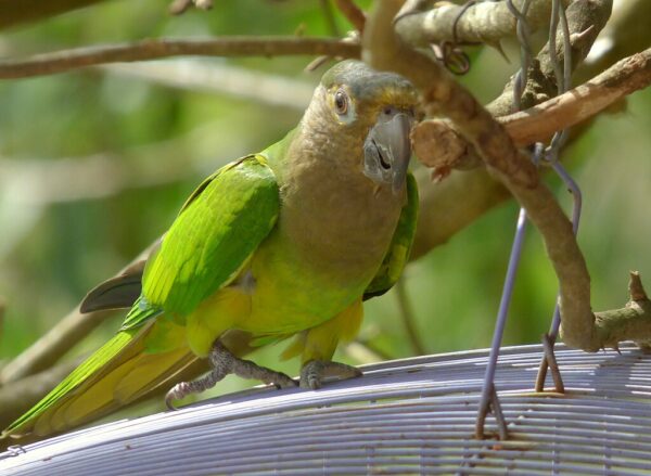 A wild Brown-throated Conure perches on a leaf