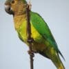 A wild Brown-throated Conure perches on a branch