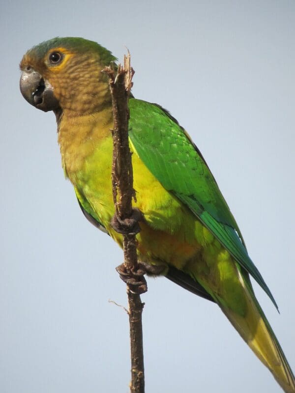 A wild Brown-throated Conure perches on a branch