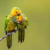 Wild Brown-throated Conures cuddle and preen