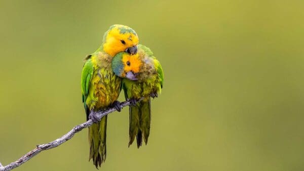 Wild Brown-throated Conures cuddle and preen