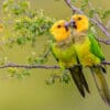 Wild Brown-throated Conures, Bonaire