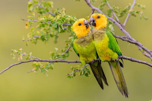 Wild Brown-throated Conures, Bonaire