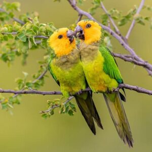 Wild Brown-throated Conures, Bonaire