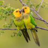 Wild Brown-throated Conures, Bonaire