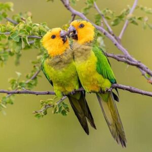Wild Brown-throated Conures, Bonaire