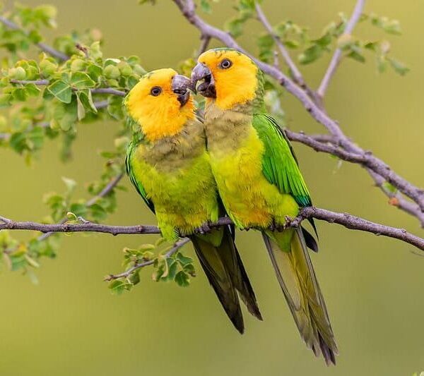 Wild Brown-throated Conures, Bonaire