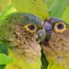 Closeup of cuddling Brown-throated Conures