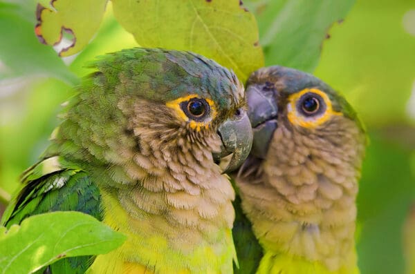 Closeup of cuddling Brown-throated Conures