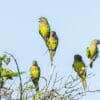 Wild Brown-throated Conures perch in a tree