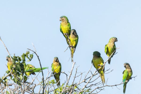 Wild Brown-throated Conures perch in a tree