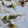 © Jim Bendon from Karratha, Australia, CC BY-SA 2.0 via Wikimedia Commons Wild Budgerigars land at a watering hole