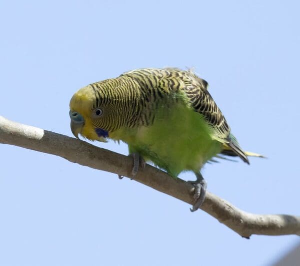 A wild Budgerigar perches on a branch