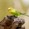 © David Cook CC BY-NC 2.0 via Flickr
A wild male Budgerigar perches on a snag