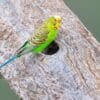 © JJ Harrison, CC BY-SA 3.0 via Wikimedia Commons A wild Budgerigar perches near a tree cavity