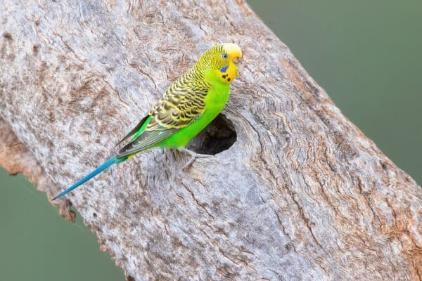 A wild Budgerigar perches near a tree cavity