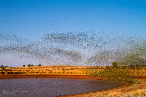 A murmuration of wild Budgerigars