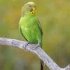 © Corey Raffel A wild Budgerigar perches on a branch
