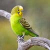 © Corey Raffel A wild Budgerigar perches on a branch